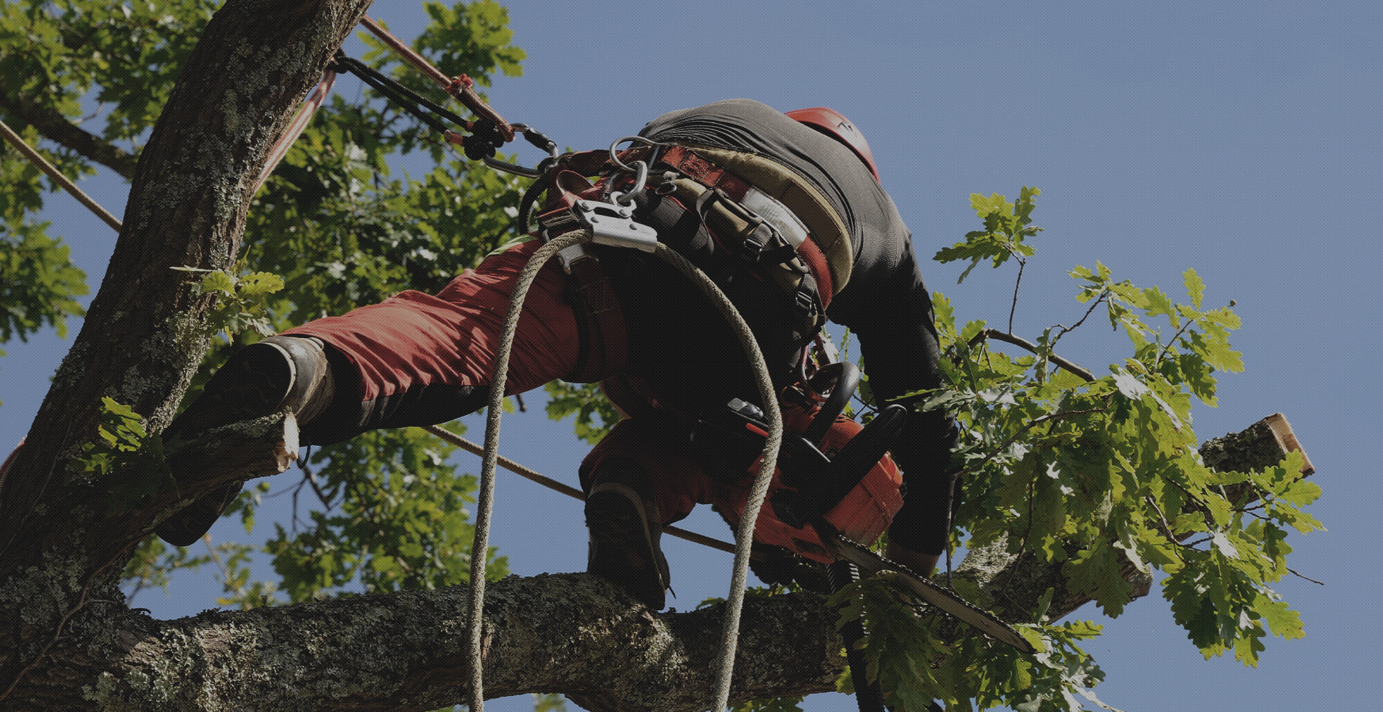 その手で、街の景色を変えていけ！ 一都三県の民間造園なら株式会社大樹園ホールディングス
